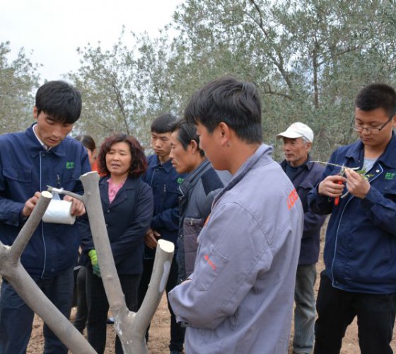 公司從產(chǎn)業(yè)鏈起始端著手，引進(jìn)良種優(yōu)苗，繁育基地苗圃，優(yōu)化樹(shù)種，以?xún)?yōu)質(zhì)的橄欖樹(shù)苗為生產(chǎn)特級(jí)初榨橄欖油提供基礎(chǔ)保障。在以自建萬(wàn)畝國(guó)家標(biāo)準(zhǔn)化油橄欖..